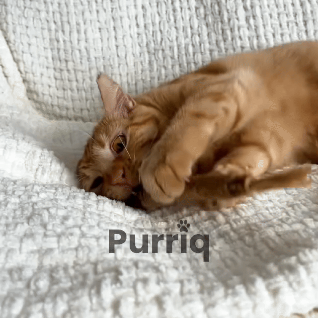 😻 More Happy Chews, More Playtime!  Give your cat a naturally engaging way to chew, play, and stay entertained.